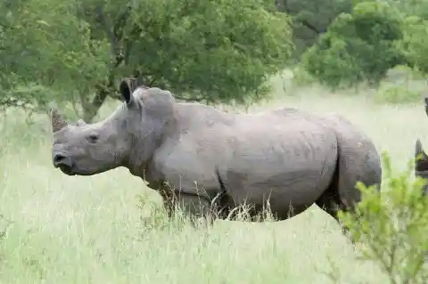 #21. Rhino Hybrid