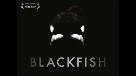 #19. Blackfish