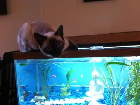 Where's The Fish?