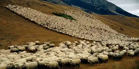 #18. Sheep At New Zealand