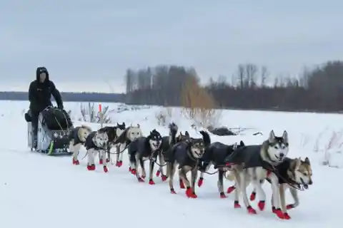 #12. Sled Dogs