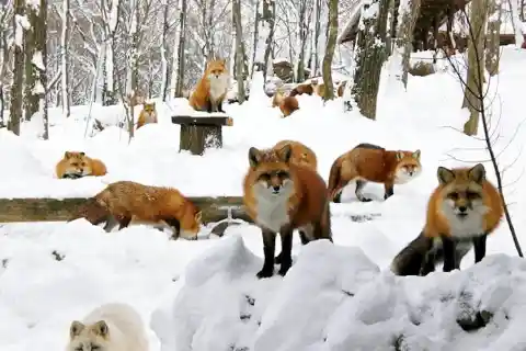 #19. Foxes At Zao Fox Village, Japan