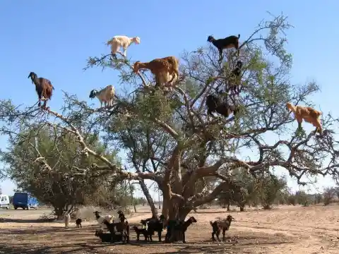 Tree-Climbing Goats