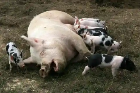 #23. Human-Pig Hybrids