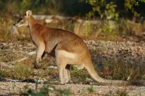 #22. Red-Grey Kangaroo