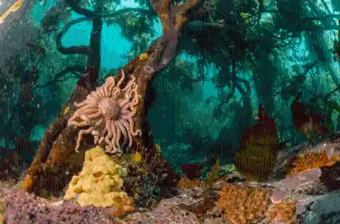 Underwater Paradise